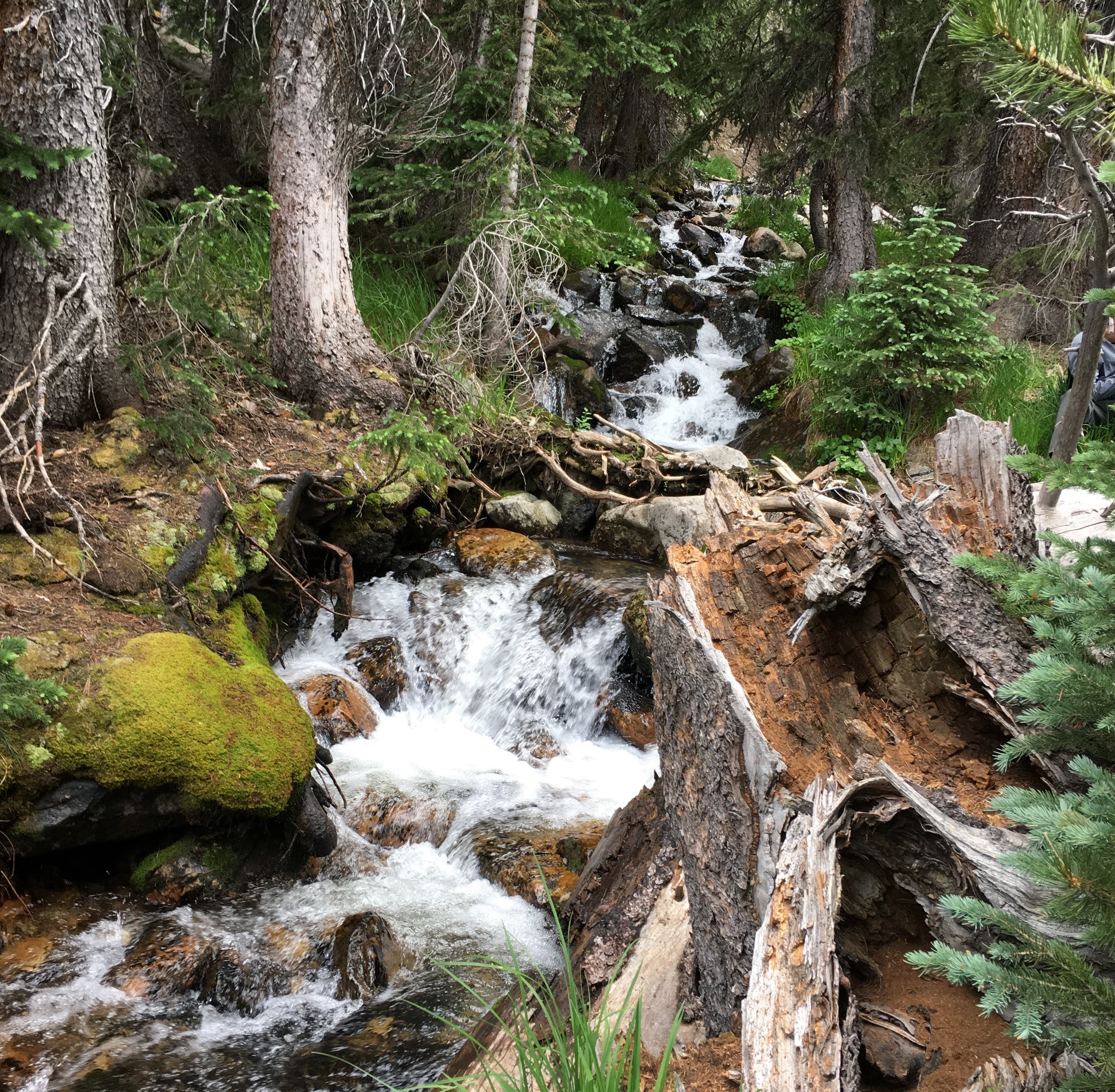 Frigid, rushing alpine streams are teaming with vibrant forms of life