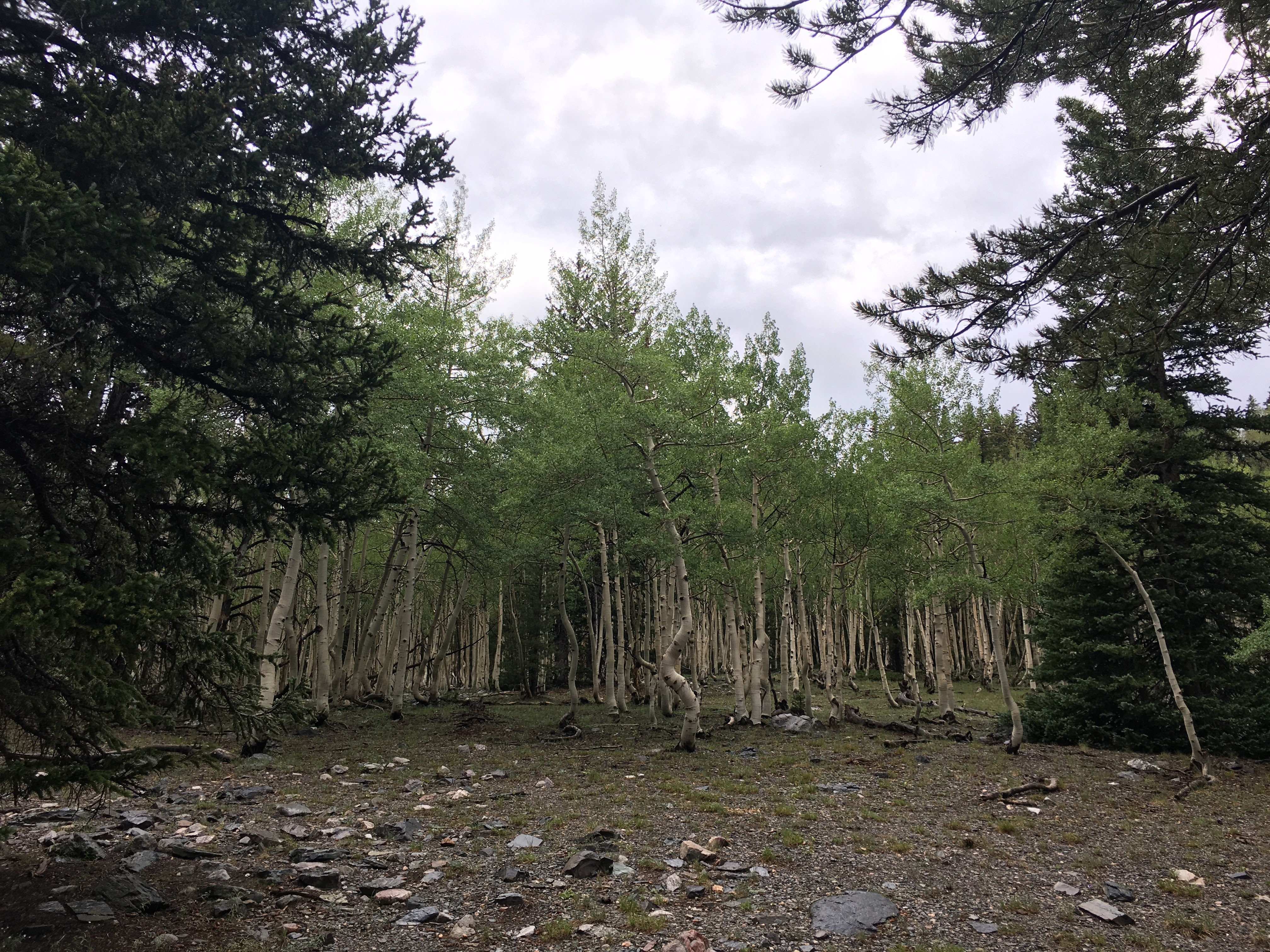 Aspen Groves cover much of Great Basin's higher elevations