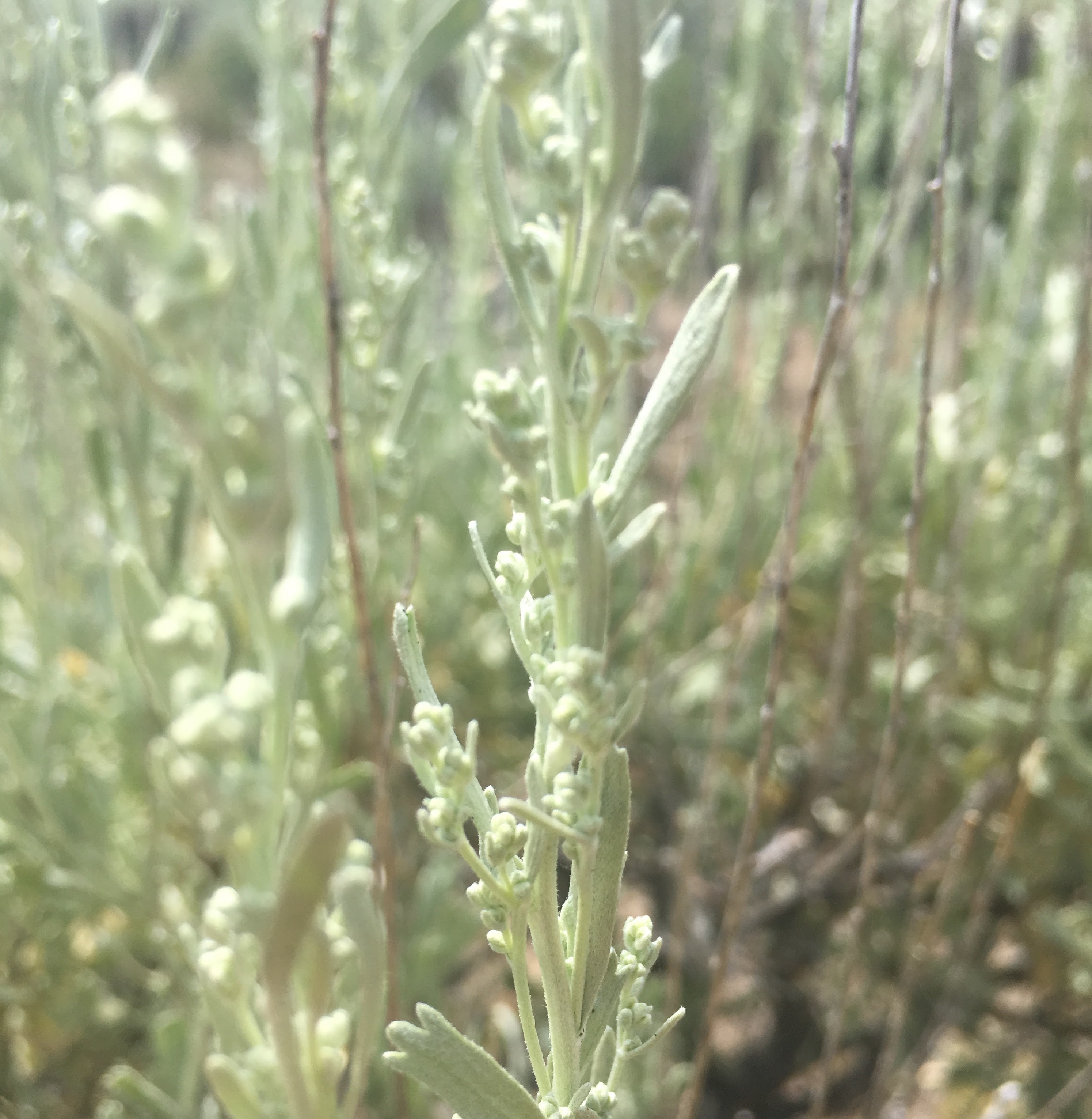 You can smell sage on the breeze as you walk throught the sprawling meadows of Great Basin NP